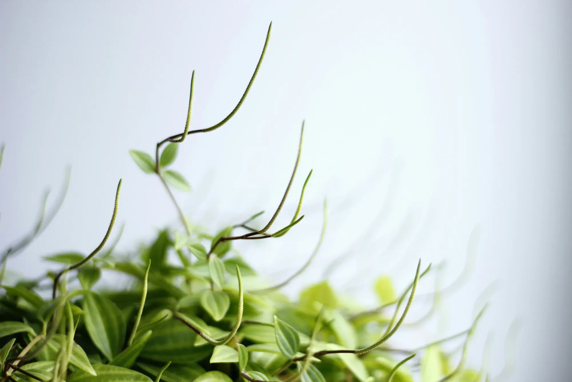 Micro-herbs, the garnish garden